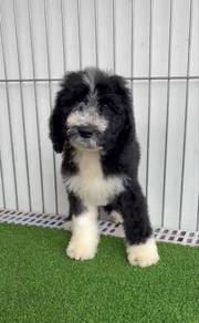 Giant Poodle