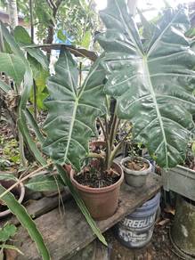 Alocasia Amazonica 'Polly' (keladi hiasan)