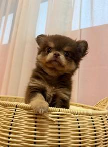 Long Coat Chihuahua