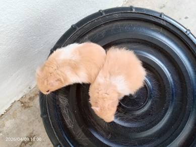 syrian hamster 
