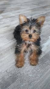 Heart-stealer Silkse Yorkie Look Puppy Dog