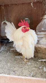 ayam serama putih