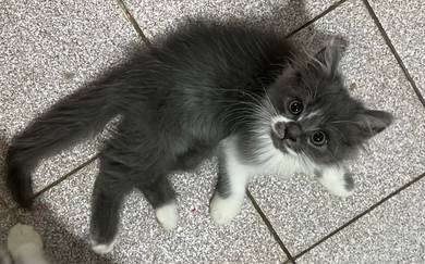 DLH mix | Adorable Fluffy Chill&Clingy Boy Kitten