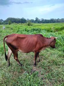 Lembu 