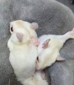 Creamino Sugar Glider