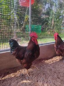 Ayam rir 