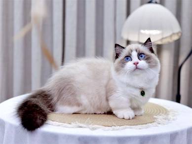 Ragdoll -Female 