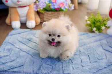 Pomeranian puppies 