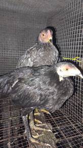 ayam pama sepasang