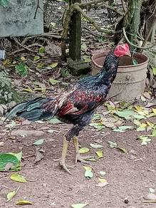 Anak pama