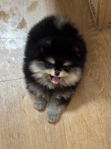 Pomeranian