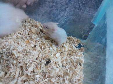 hamster 