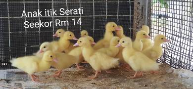 ducking 