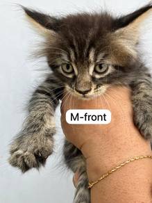 Maincoon x BSH