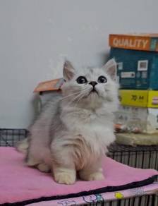 Munchkin Long hair High quality kitten