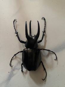 Chalcosoma Moellenkampi live beetle