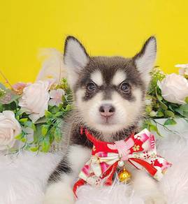 Pomsky