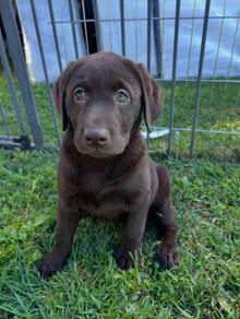 Labrador retriever puppies k