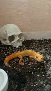 leopard gecko