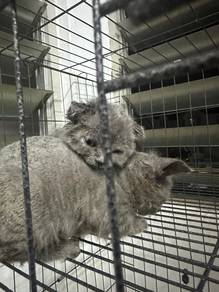 cat for rehome