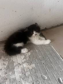 Kitten Mampu Milik
