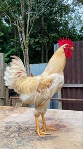 Bapak Ayam Leghorn Mix