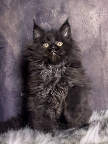 maincoon