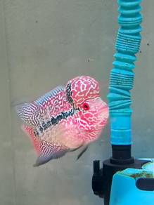 Red kamfa super kok