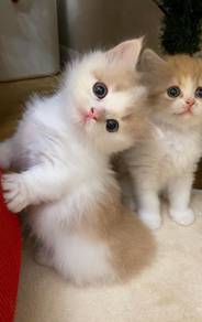 Persian Cream Mainecoon Mix Kitten