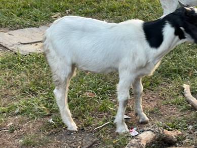 kambing jantan