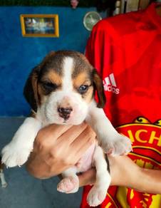 Beagle puppies 