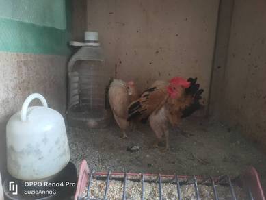 ayam serama 