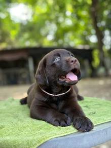 Labrador retriever ff