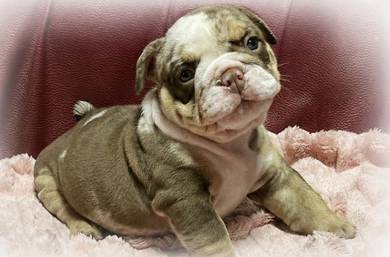 ENGLISH BULLDOG PUPPIES  Male C038