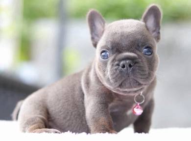FRENCH BULLDOG PUPPIES 🌻VIP720 Boy