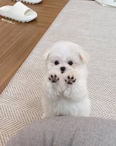 Beloved Bichon Poochon White Fluffy Cotton Ball Ba