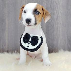 Jack Russell