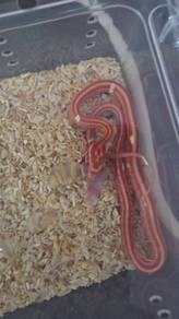 Corn Snake
