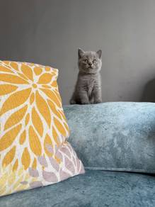 British short hair (pure breed)