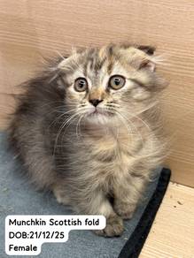 Scottish Fold Untuk Dijual !!