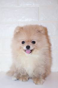 J0137 Small Size  Cloud-like Fur Pomeranian Dog
