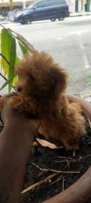poodle female
