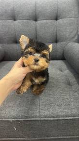Yorkshire Terrier Male Puppy M-1
