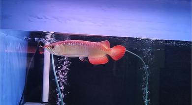 Arowana Super Red 7-8inchi