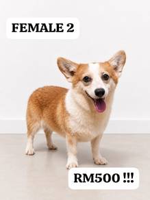 corgi for adoption 