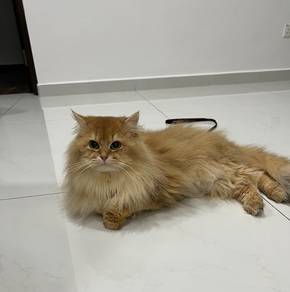 British Golden Long Hair Pure