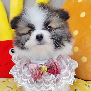 Pomeranian