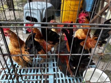 Ayam Serama & Ayam Sabung / Laga