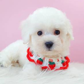 Bichon Frise