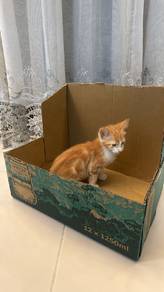 Tabby kitten
